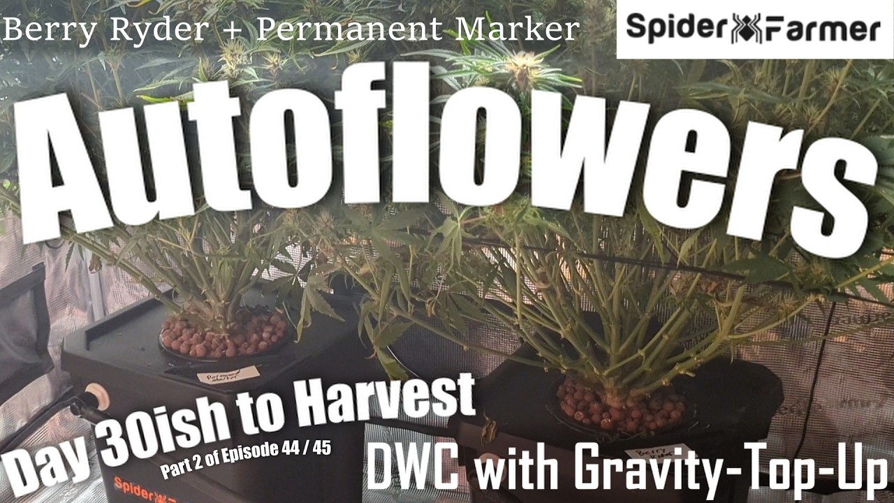 Как я выращиваю -46- Проблемы DWC -Berry Ryder и Permanent Marker от Auto Seeds- Spider Farmer SE...