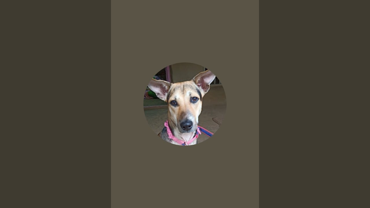 Vutu the street dog