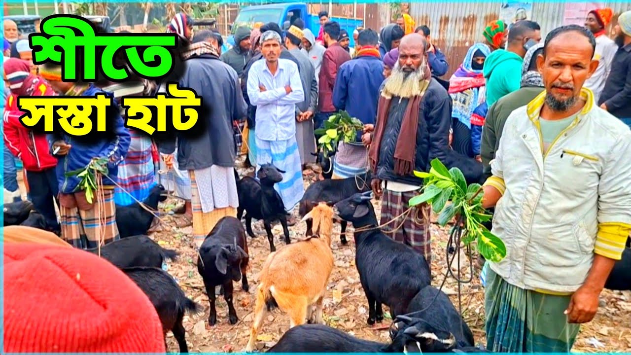 শীতে লোহায় বাজার ছাগলের হাট | দাম কেমন চাচ্ছে দেখুন | Bangla cow