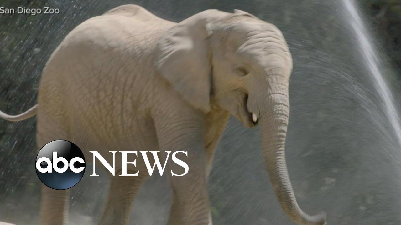 World Elephant Day brings attention to the endangered African elephant