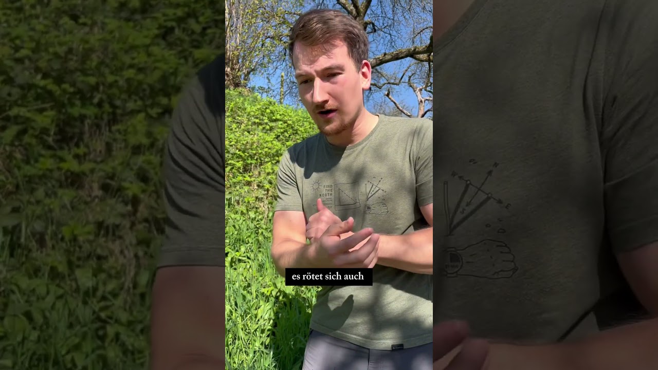 B&auml;rlauch oder Aronstab?🌱🚫