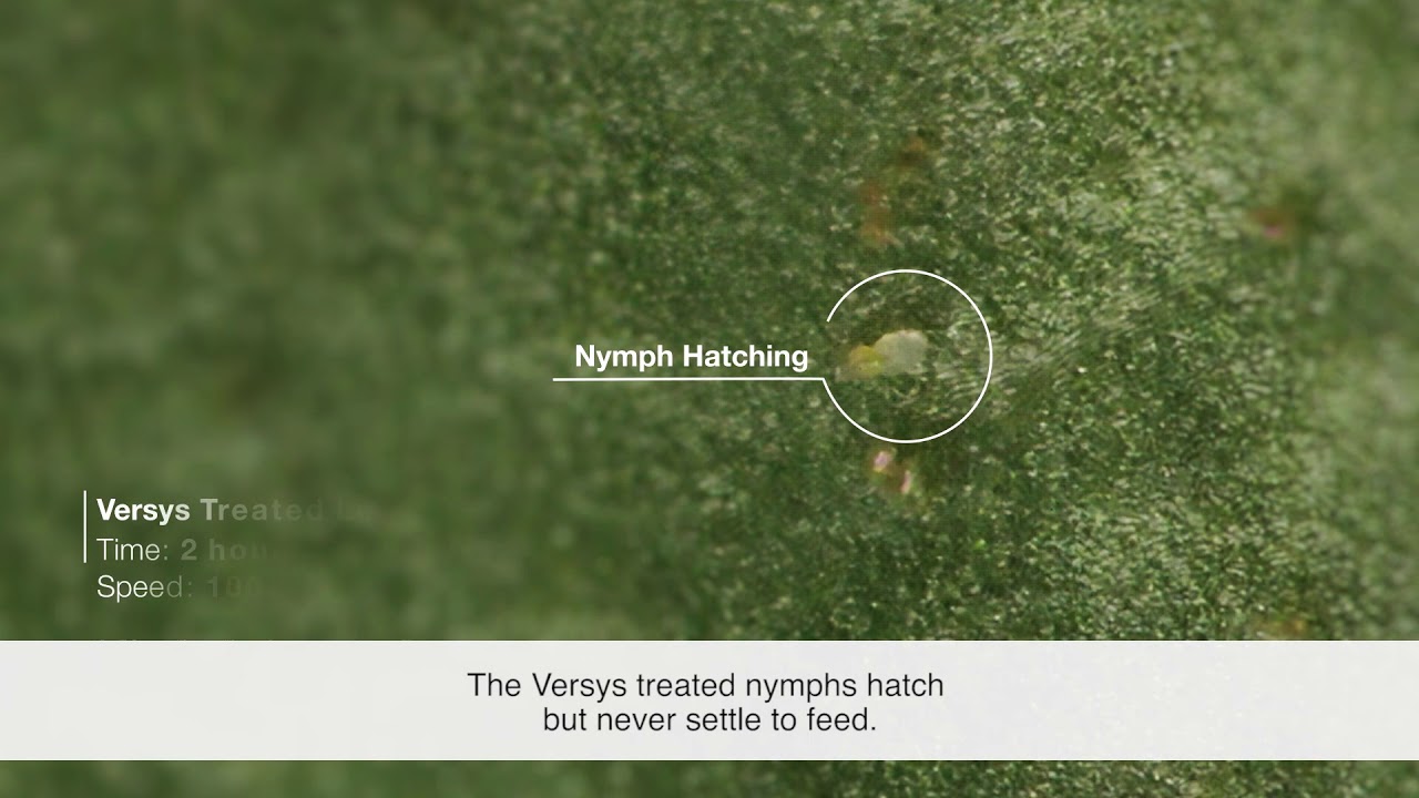 Versys® Insecticide – Nymph Whitefly Time Lapse