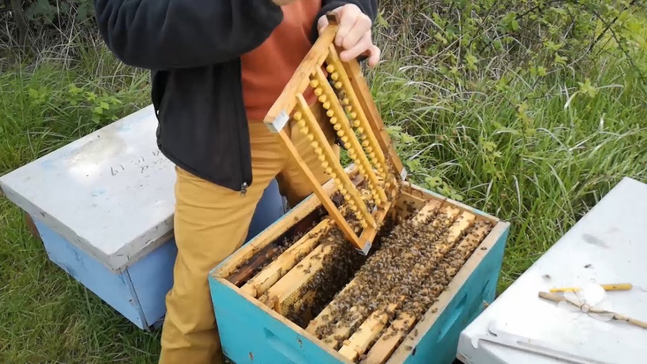 Cría artificial de reinas temporada 2020 (Limpiando colmenas )