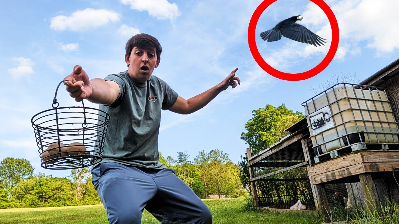 Catching The Predator Who's Stealing All The Chicken Eggs