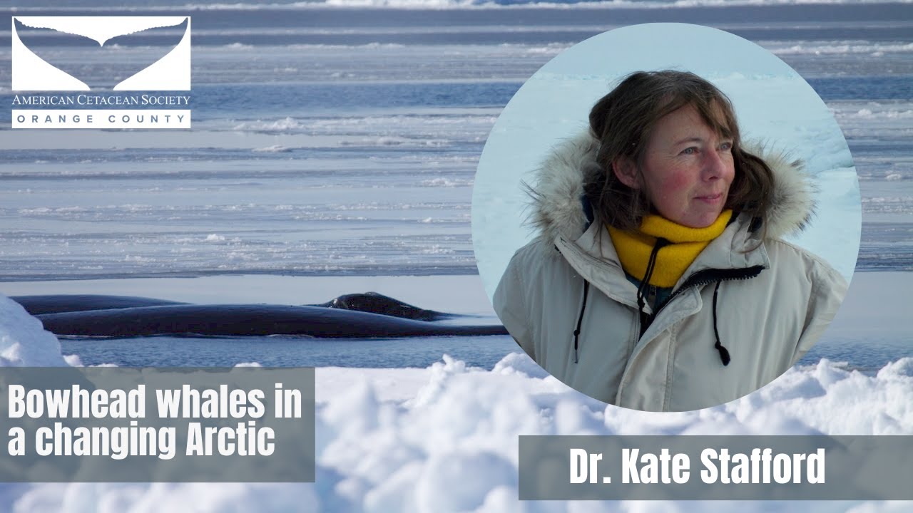 Bowhead whales in a changing Arctic with Dr. Kate Stafford