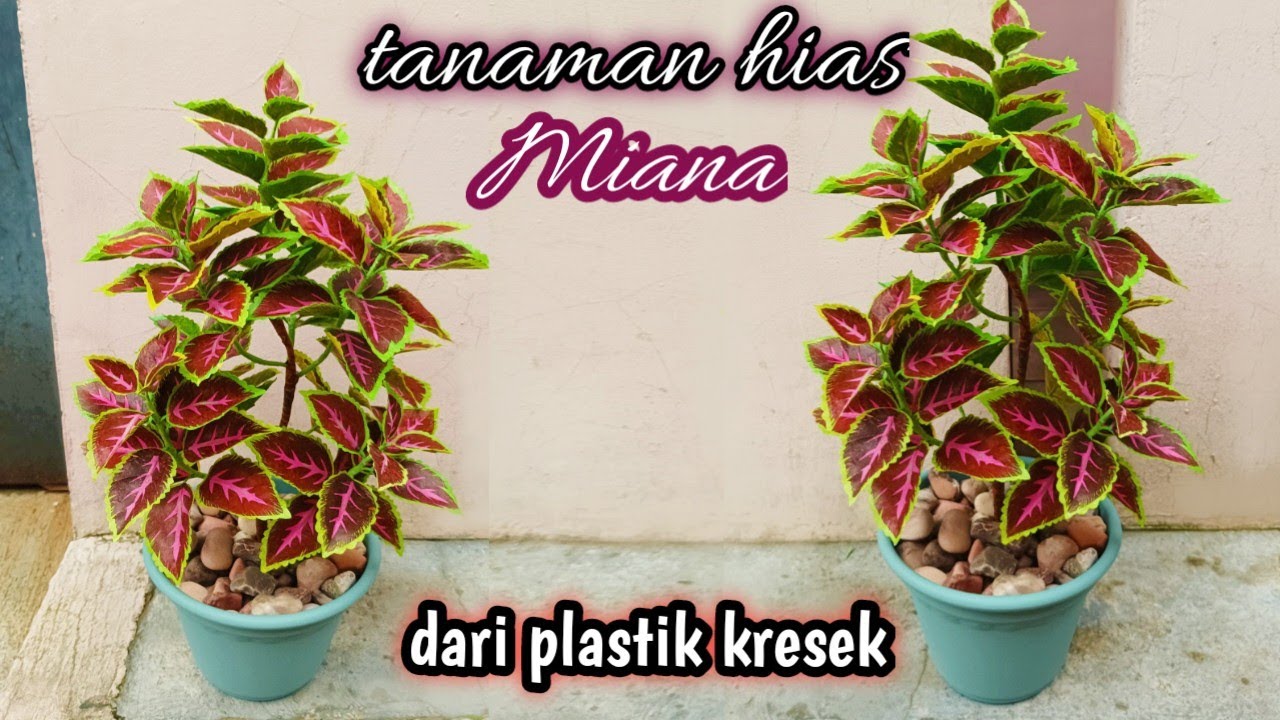 Miana tanaman hias dari plastik kresek