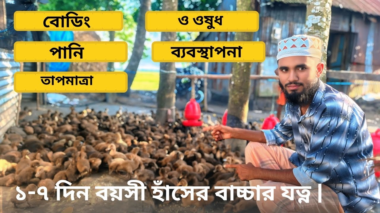 ১-৭ দিন বয়সী হাঁসের বাচ্চার যত্ন 🦆| বোর্ডিং, পানি, তাপমাত্রা ও ওষুধ ব্যবস্থাপনা🌱🦆🌱