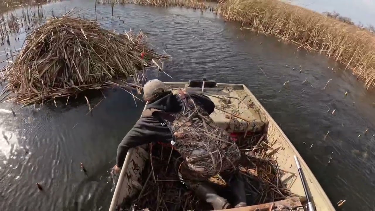 День 4 и 5 крысиного путешествия!