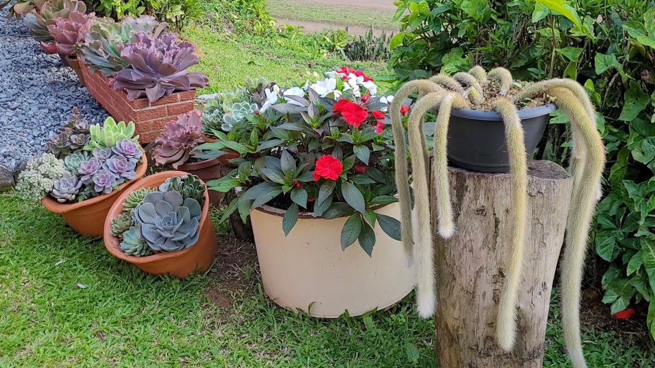 #Jardim ,#suculentas, #flores 💐# sol de inverno