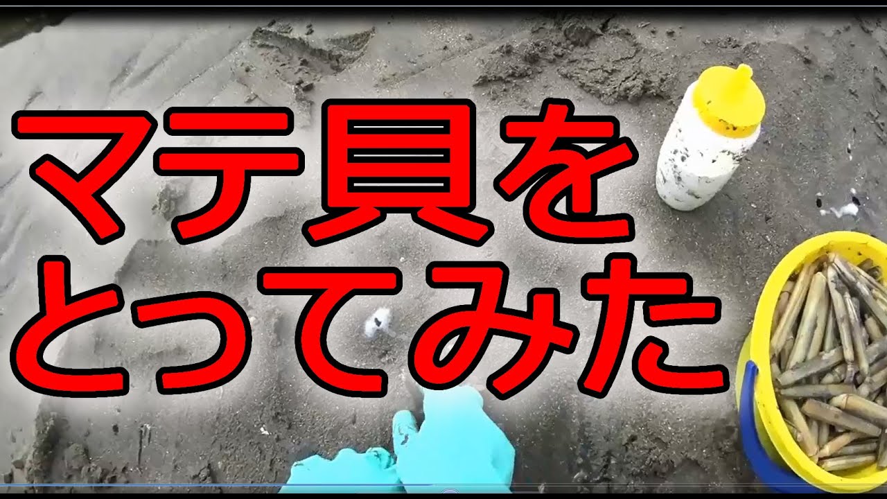 マテ貝 採り方を達人が伝授ｗｗ　そのポイントは・・・