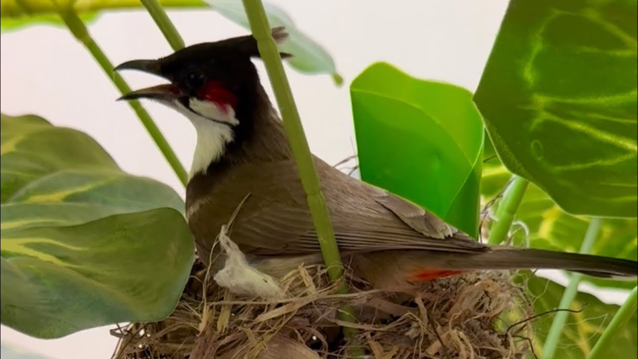Red-whiskered Bulbul | Cat Video | Nest | Growing and Nourishing Babies | UHD 4K | Natural Sound |