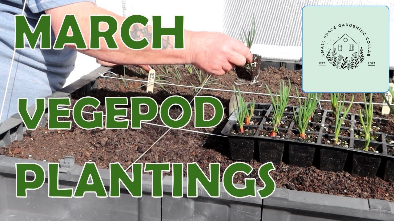 First Sowings and Plans for the Vegepod | Small Space Gardening Collaboration 2023