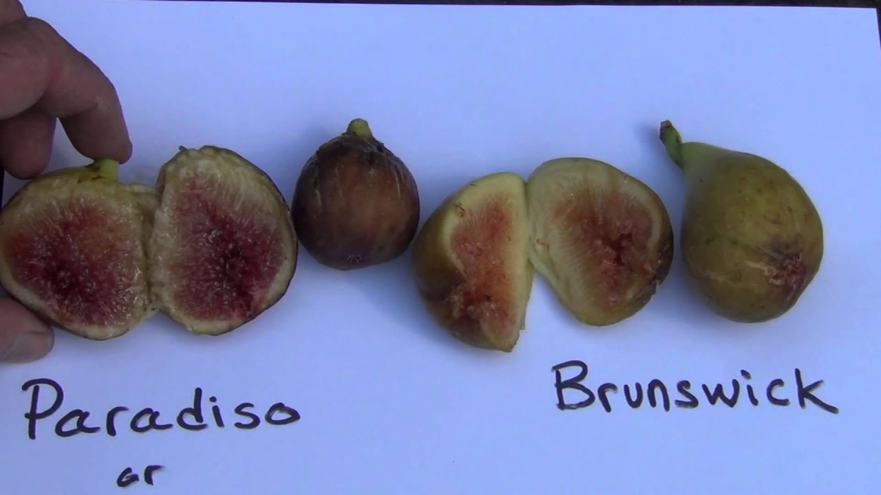 Paradiso vs Brunswick fig