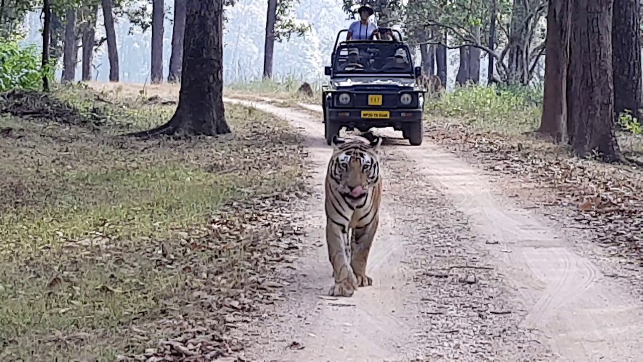 Tiger At Kanha National Park,INDIA |Jungle Safari | FULL HD | 4482838 views