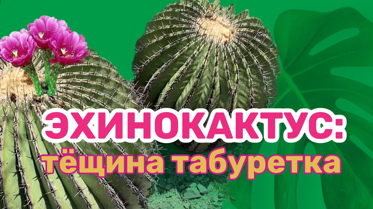 Эхинокактус: тещина табуретка