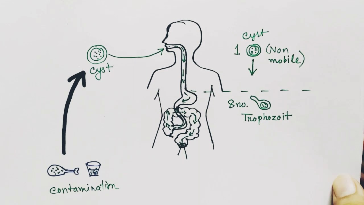 Entamoeba histolytica life cycle ( English ) | Amoebic dysentry | parasitic protozoan
