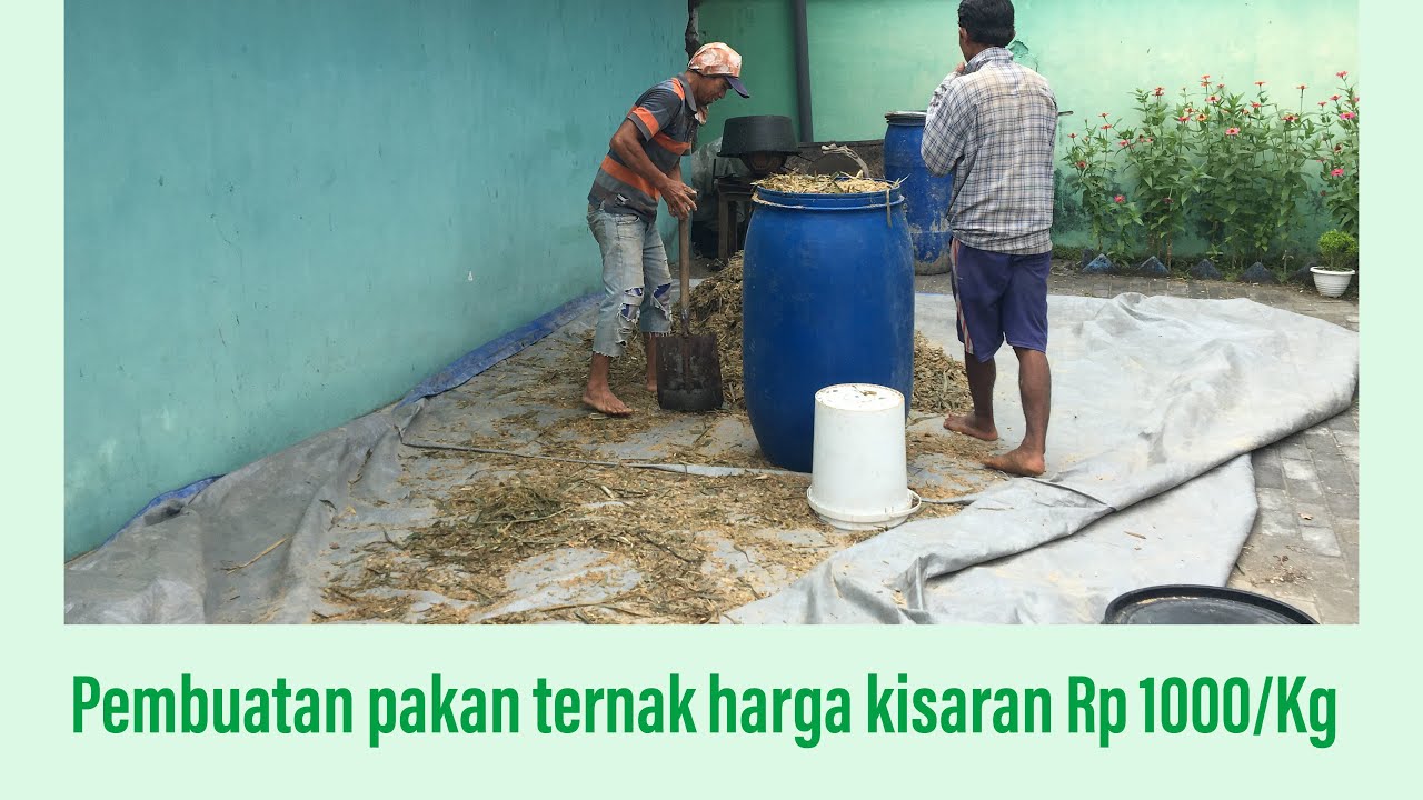 Pembuatan pakan Fermentasi dengan estimasi biaya Rp 1.000/Kg untuk breeding