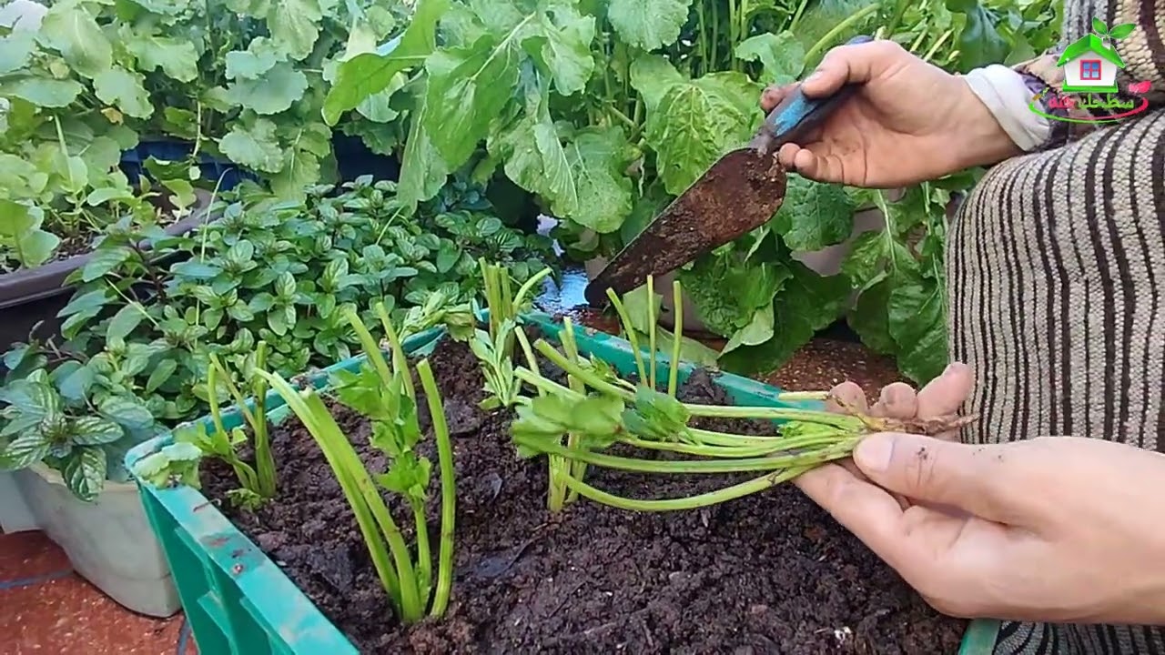 زراعة القزبر والمعدنوس والخس 🥬 لرمضان 2026 😍 في بيتك.. وفر فلوسك واستمتع بالبلدي! 🌿
