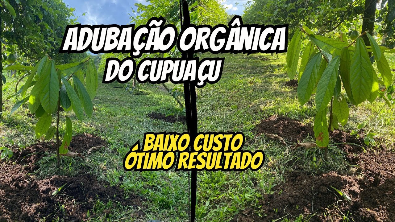 Como adubar o cupuaçu com cama de frango?  (BRS Carimbó Embrapa)