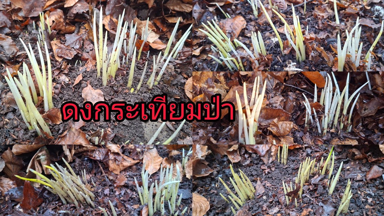 กระเทียมป่านี้ออกอลังการเคลียร์ใบไม้ออกขาวจานพานหน่ออวบๆ-februar 2026 - ln Germany 