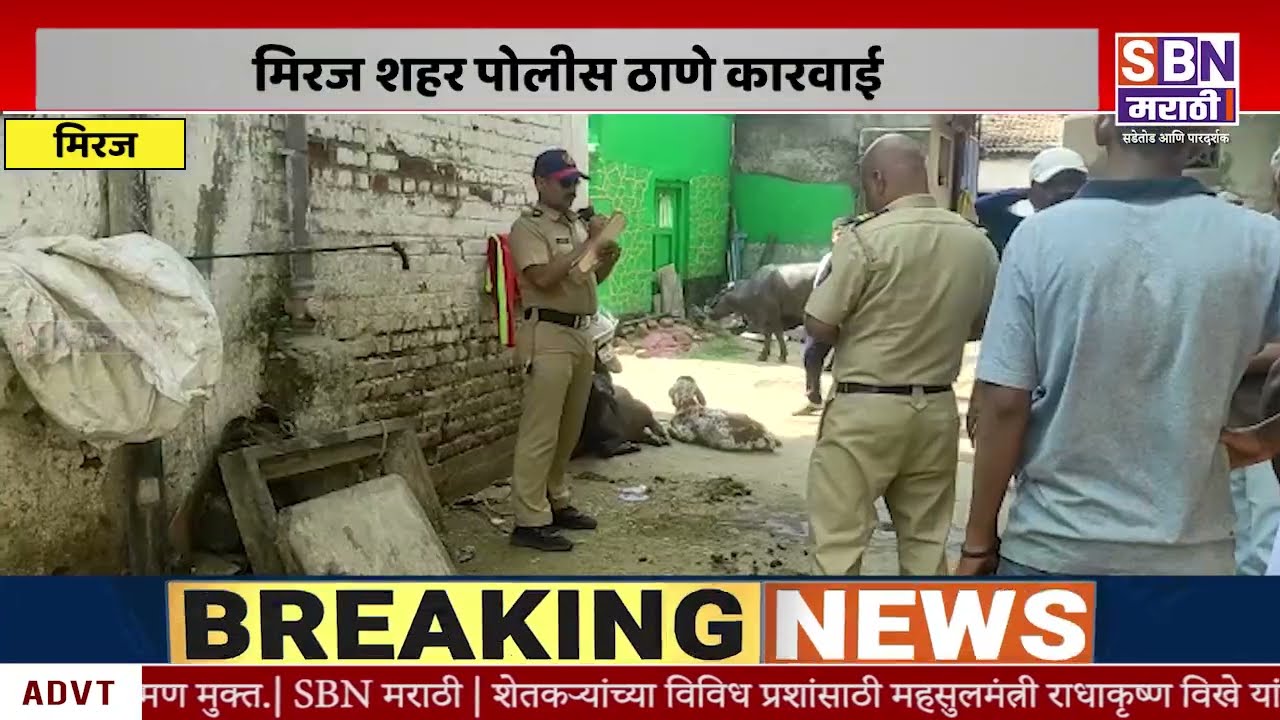 MIRAJ | मिरजेत दोन गायी आणि मांस भरलेले वाहन पोलिसांकडून  जप्त, मिरज शहर पोलीस ठाणे कारवाई