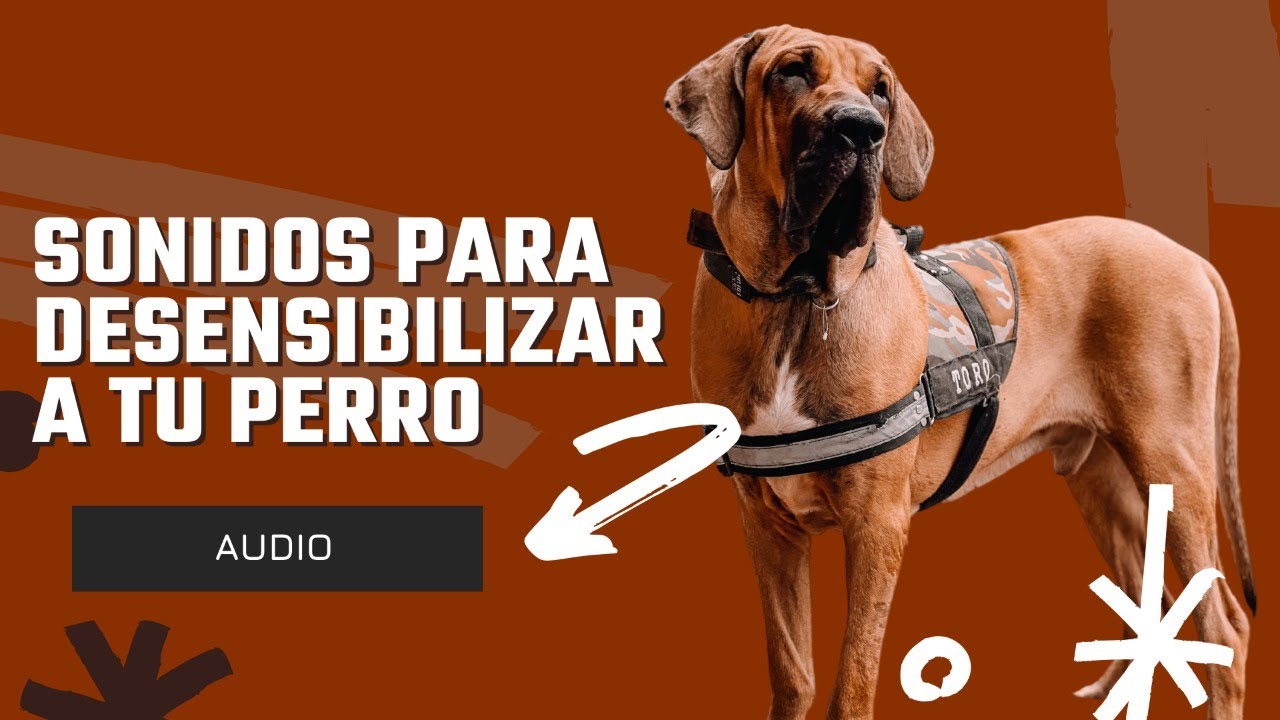 RUIDOS PARA DESENSIBILIZAR A TU PERRO, PIROTECNIA💥, TRÁFICO, AMBULANCIAS🚑, DISPAROS, PARA TU PERRO
