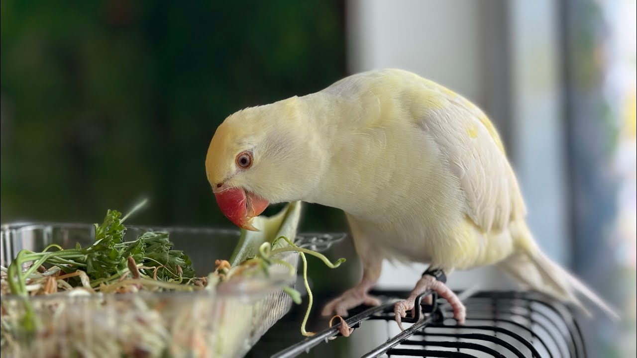 Dinner Time at Mr Yellows Parrot Perch live!