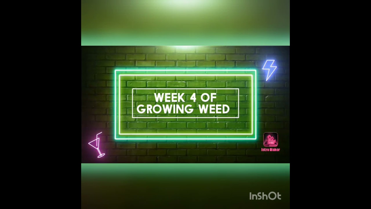week 4 growing weed at home (1month)