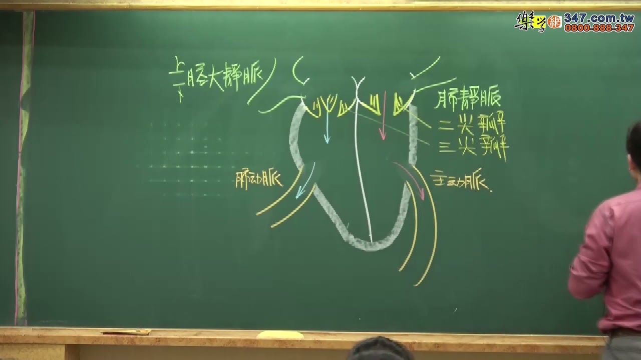 【樂學網｜高中生物】高二生物_人體心臟_聖鈞生物團隊(108課綱)