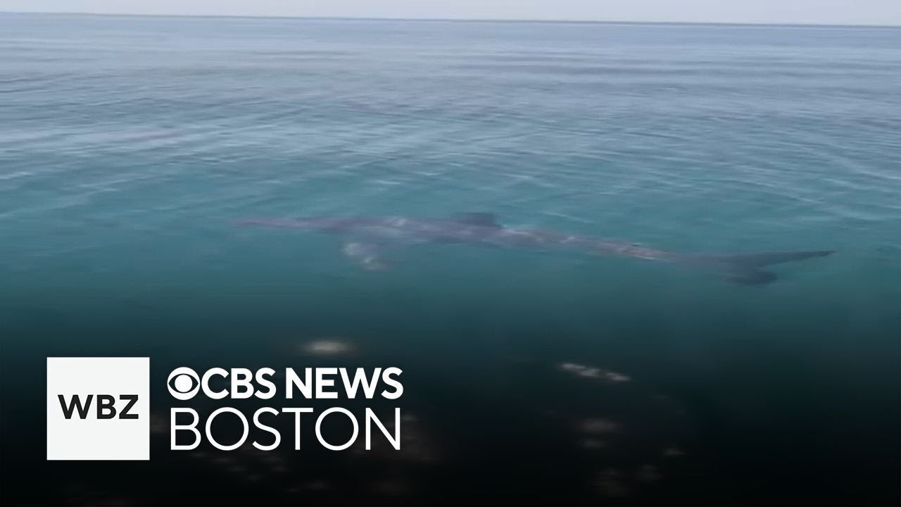 Video shows Great White Shark in Cape Cod Bay, 