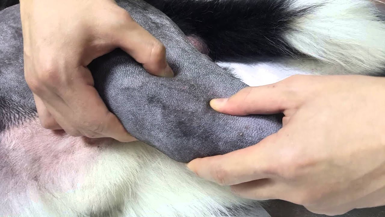 [台大慈仁動物醫院] Cookie 十字韌帶斷裂  手術前測試