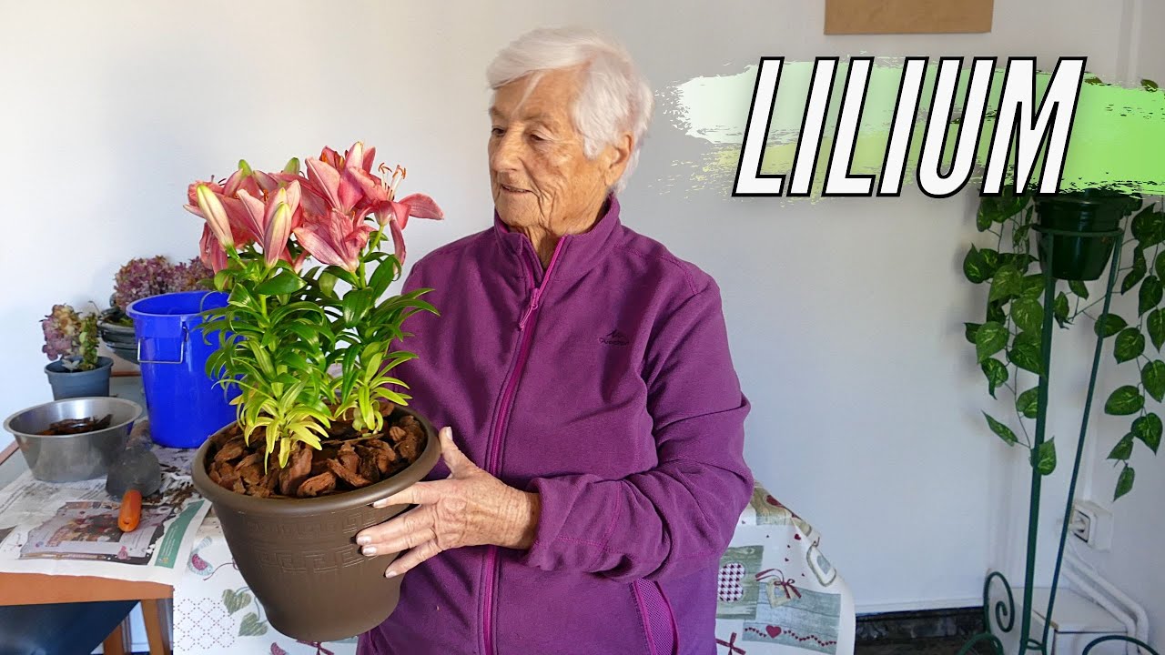 Cuidados de LILIUM🌿  ¡Planta De Interior! PLANTA ESPECTACULAR😱