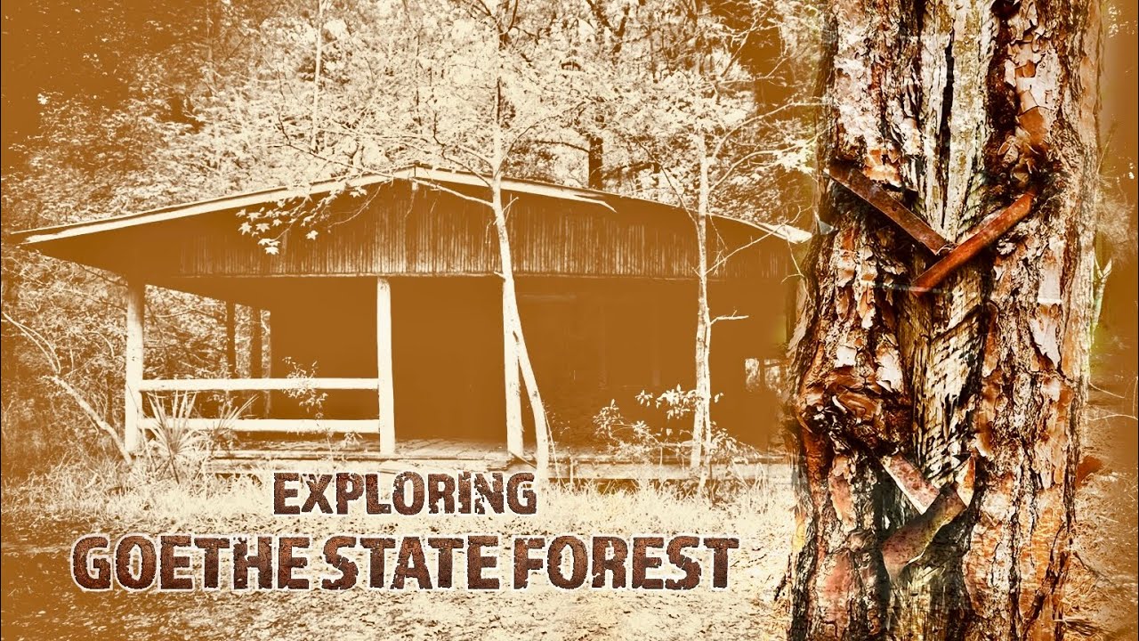 Exploring The Scars of Old Florida in Goethe State Forest: Catface Trees & The Hidden Cabin 