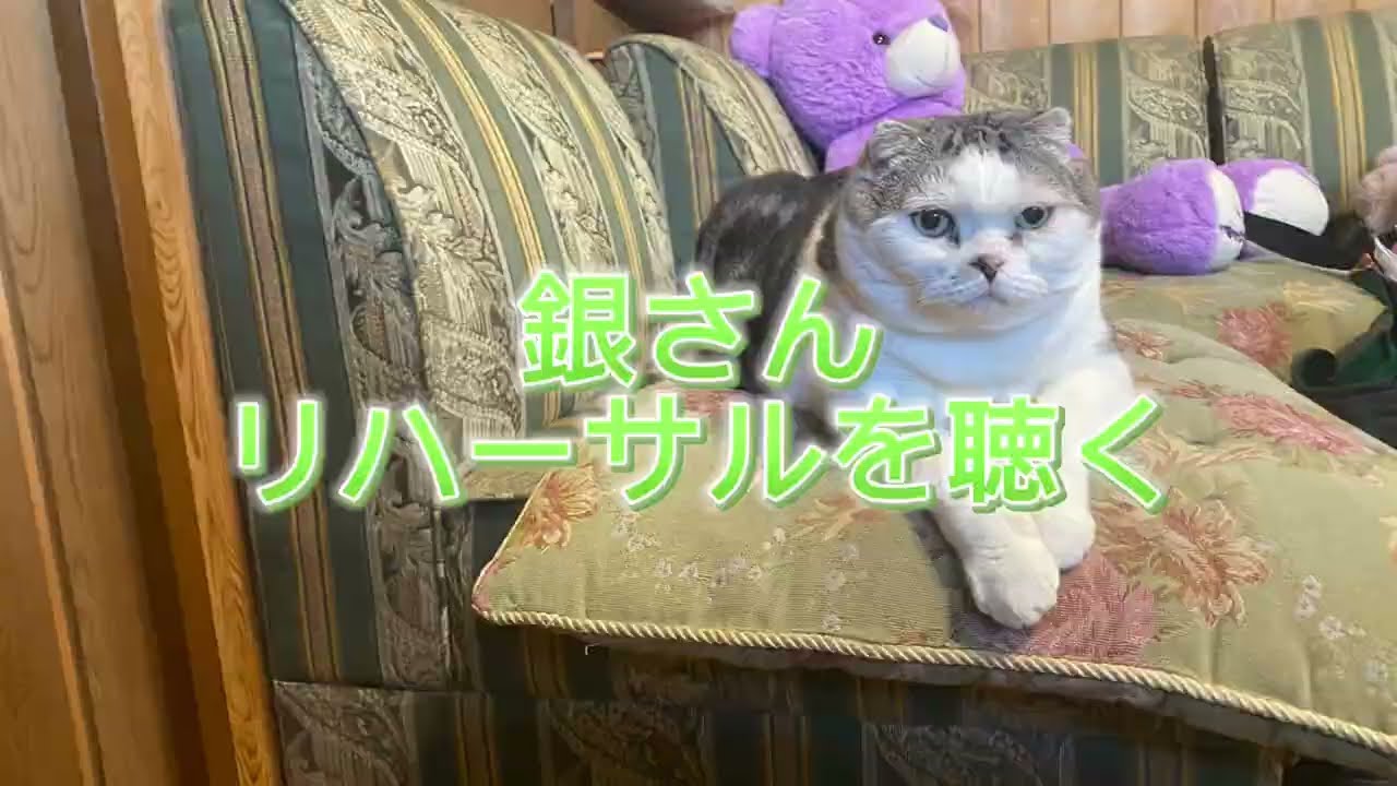 銀さんリハーサルを聴く　フランクヴァイオリンソナタ