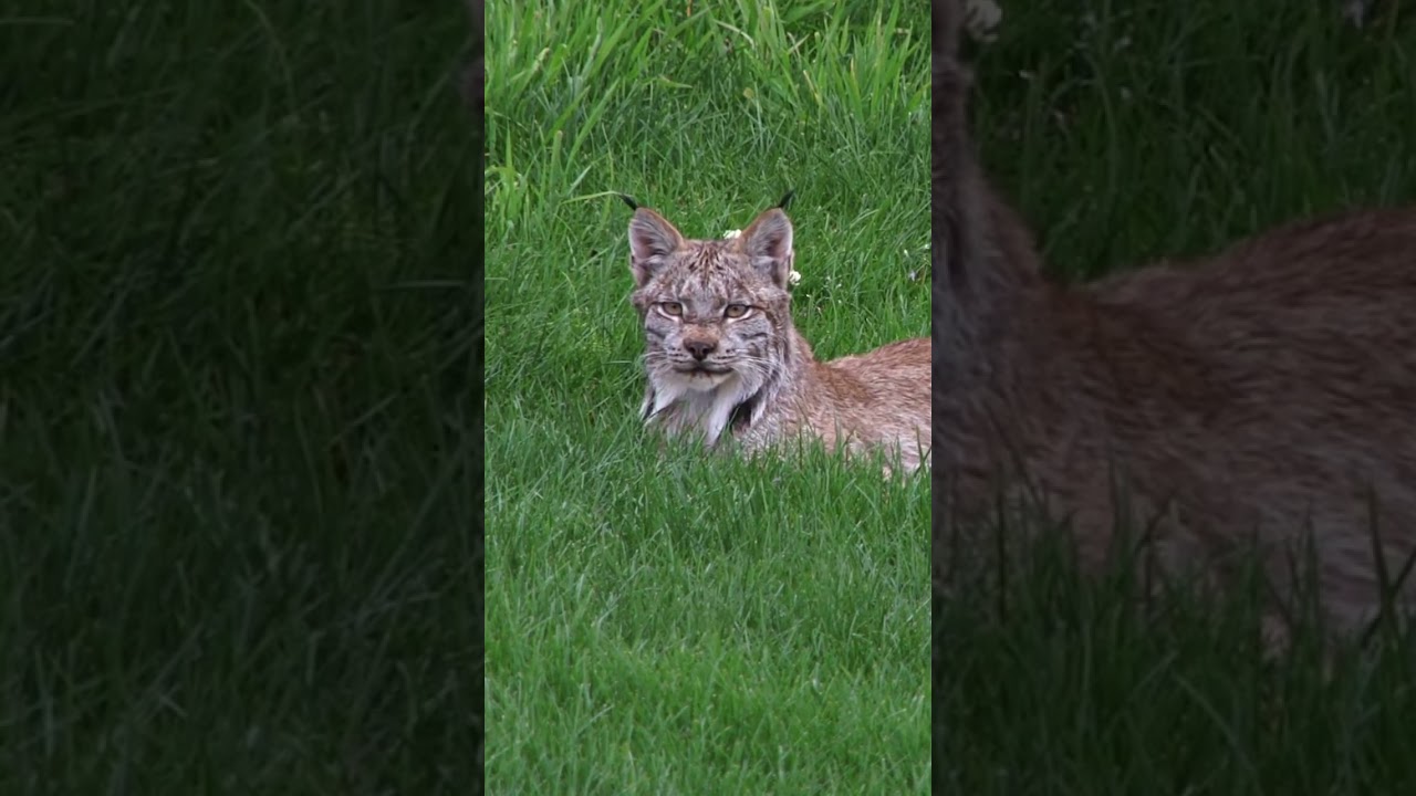 What sets the lynx apart from other cat species? #lynx #cat #naturepbs #animals