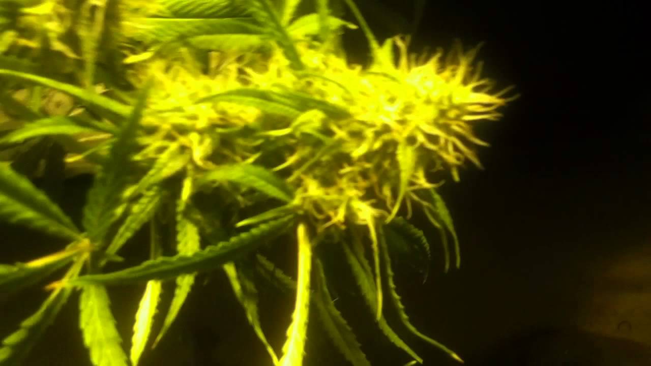 Mmj 1k watt update