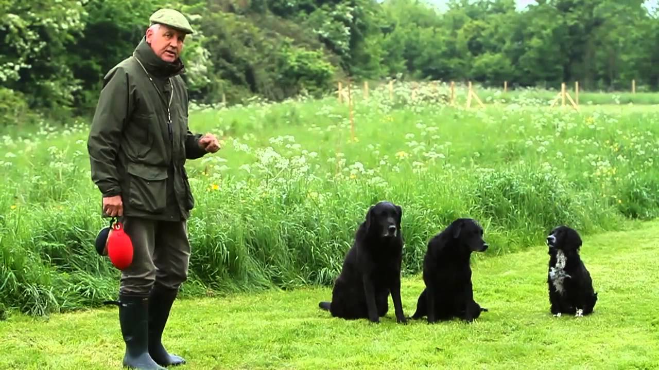 Shooting Times & Skinners: Gundog training part 5