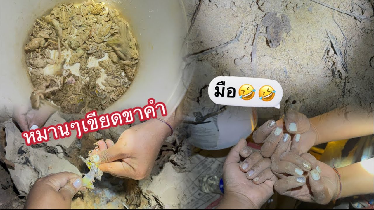 สามพ่อลูกไปใต้เขียดอิโม้งัดเหีบกลางคืน🤩🐸🐸