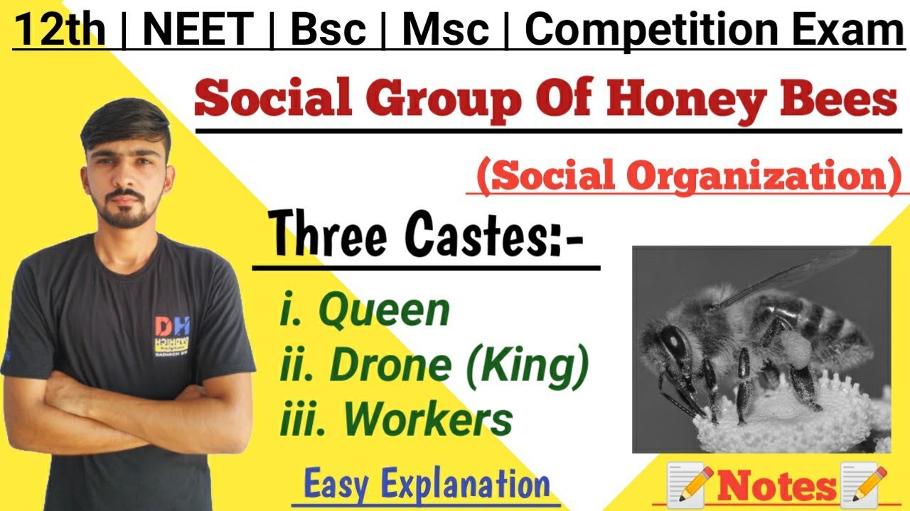 Social Group Of Honey Bees || Social Organization || Ethology || By Dadhich