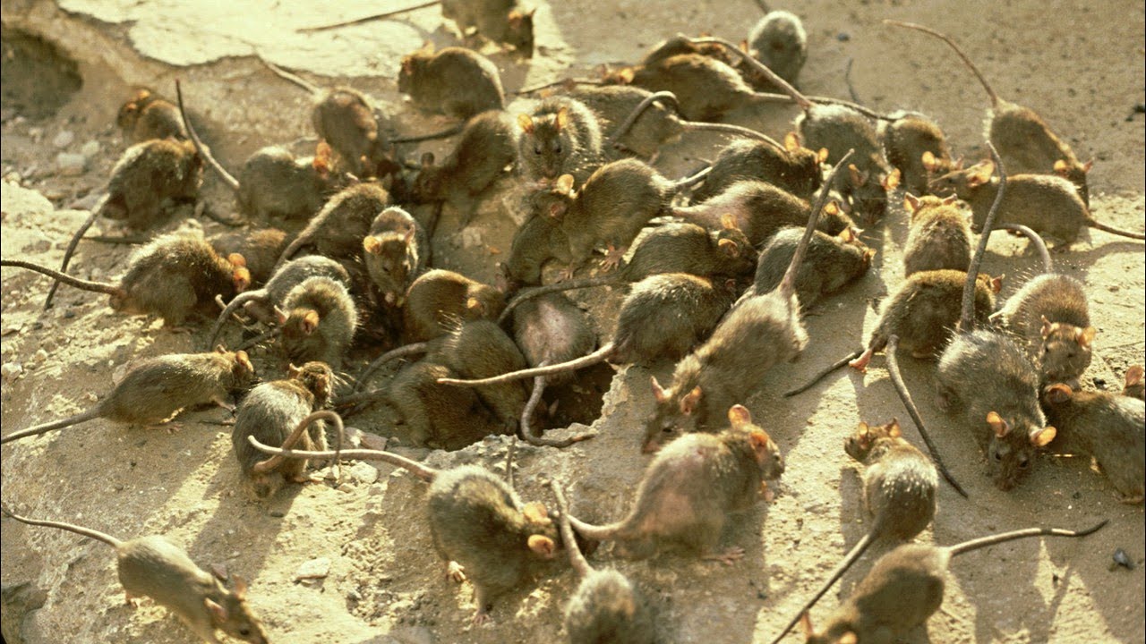Latest 'nonsense' from PETA on the mouse plague 'takes the cake'
