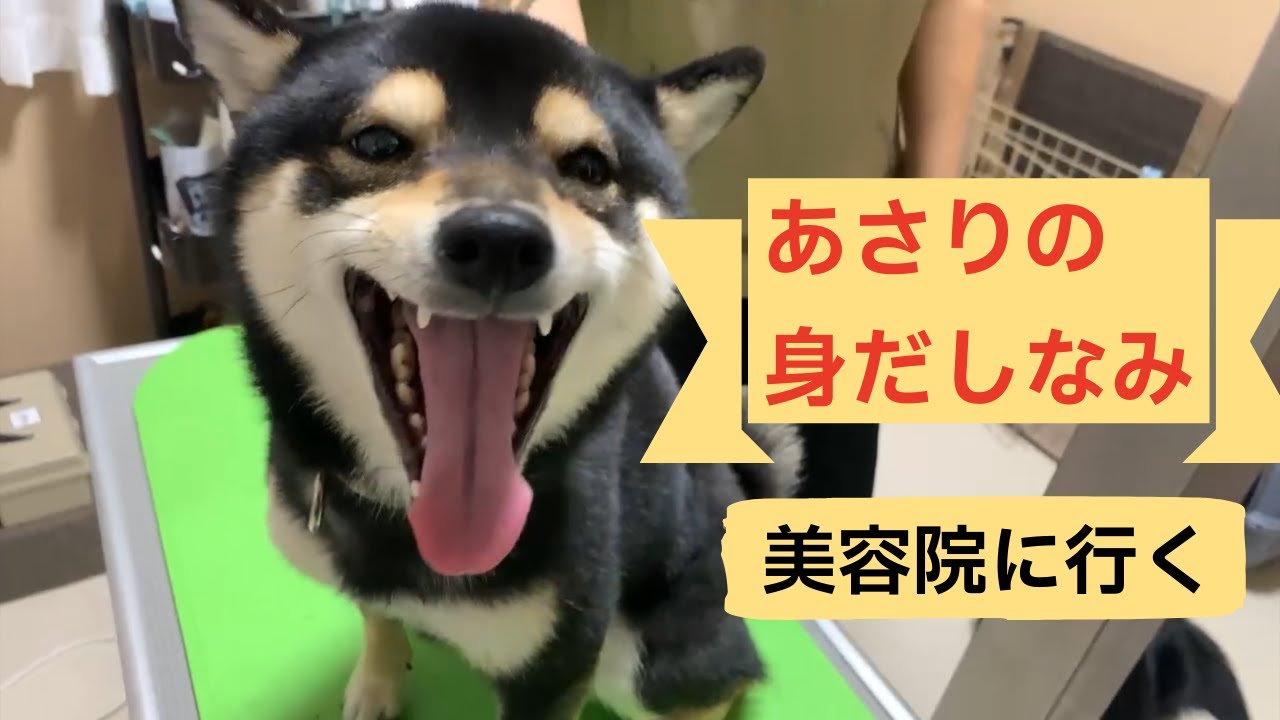 初公開！女子のルーティン♡行き付けのトリマーさん行って来ました