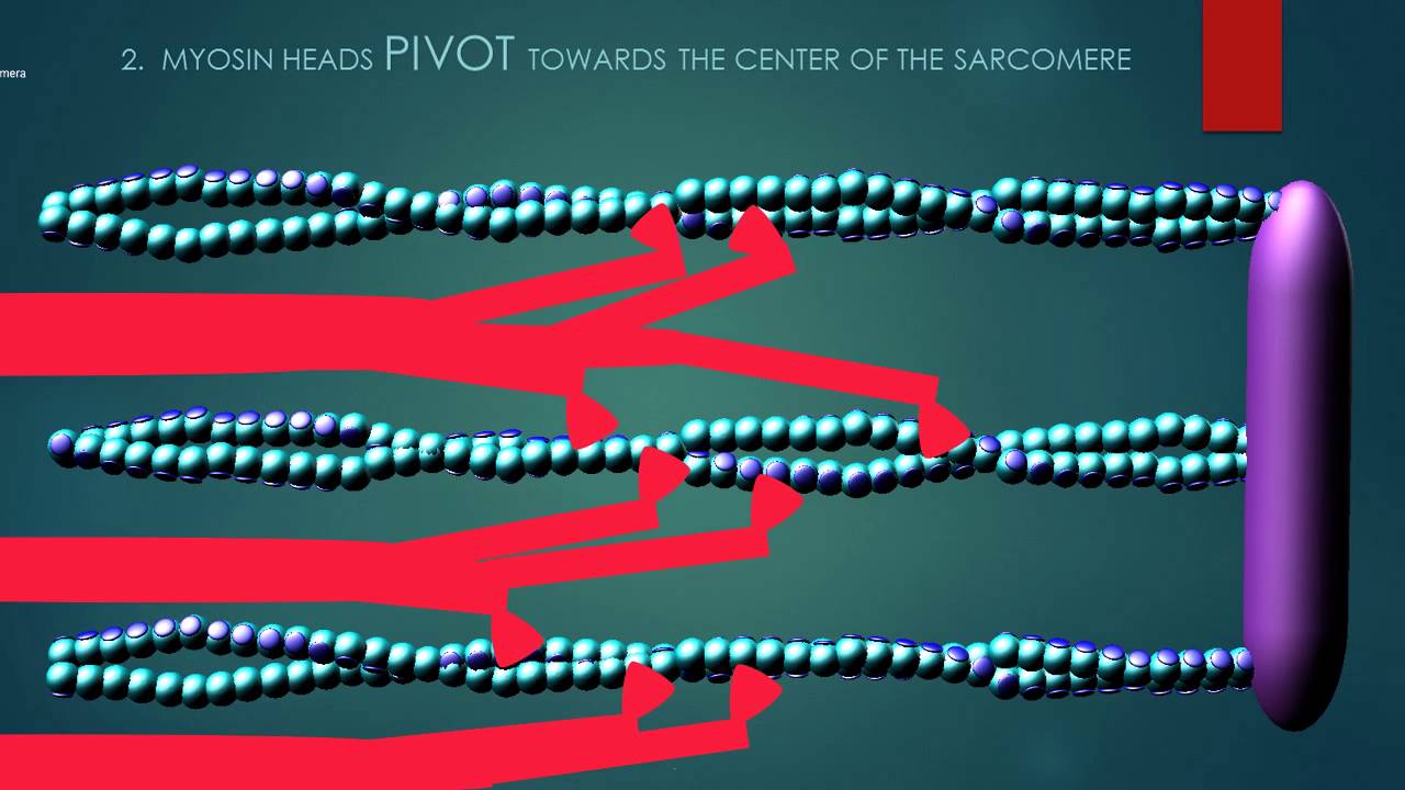 CROSS BRIDGE CYCLE OF MYOSIN HEADS IN MUSCLE CONTRACTION