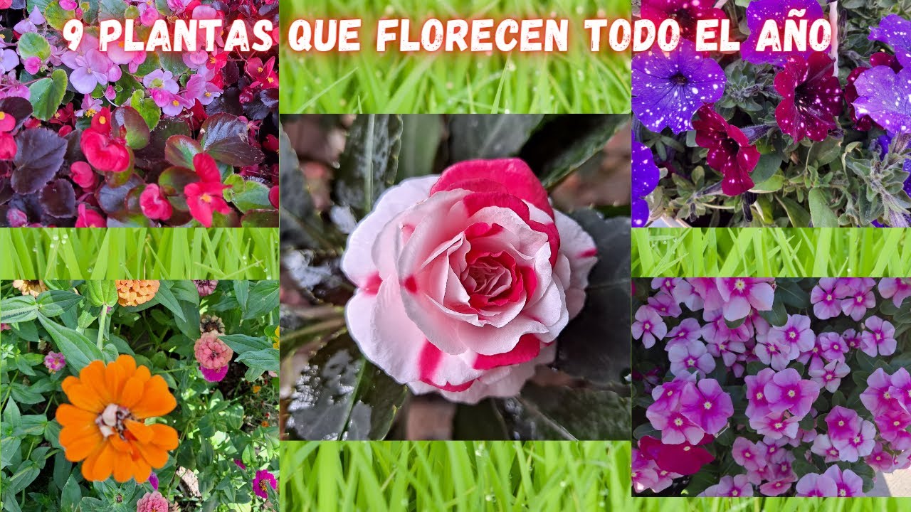 9 TIPOS de PLANTAS que FLORECEN TODO EL AÑO y NO Necesitan de Muchos CUIDADOS para estar BELLAS