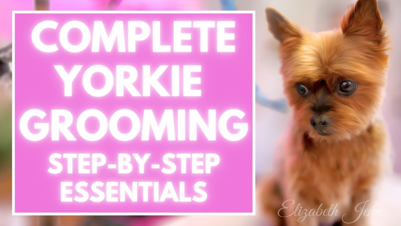 HOW to GROOM your DOG at home like a PRO