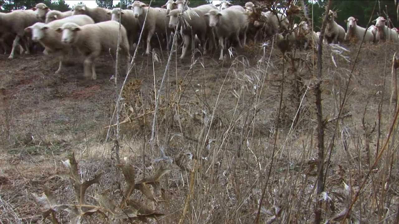 TRASHUMANCIA POR LA SERRANÍA