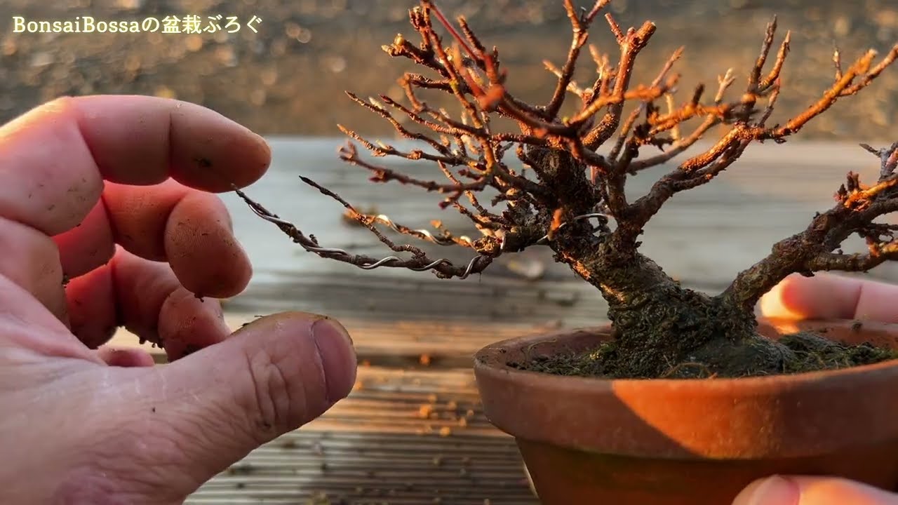 【KED6】小枝が太ってしまった。。 #盆栽 #bonsai