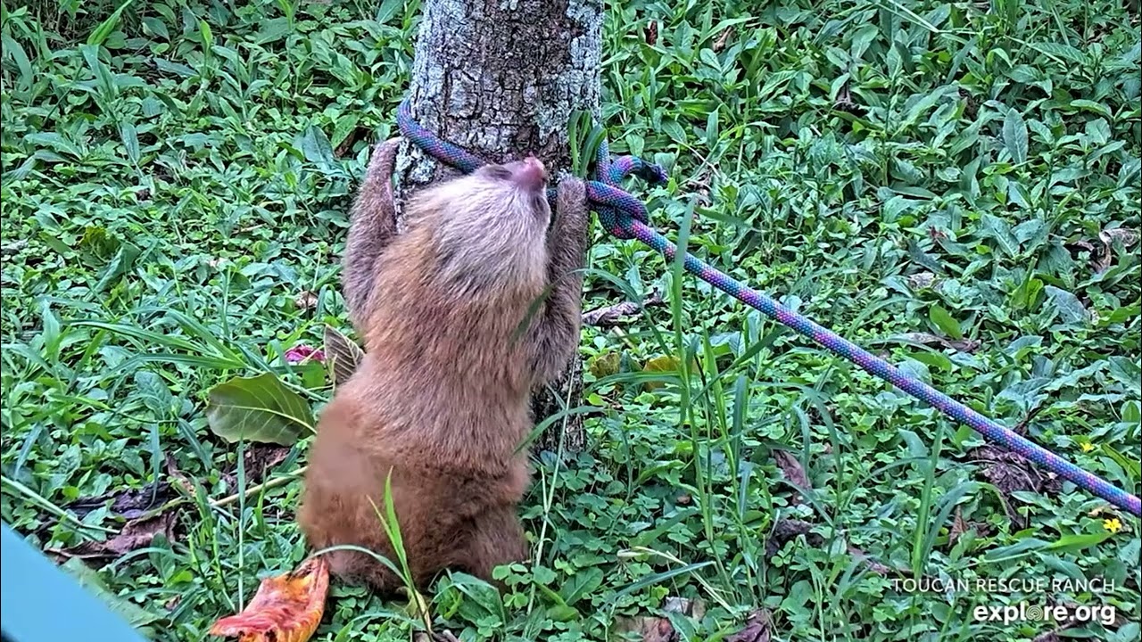 Coco the baby sloth does the poop dance - explore.org