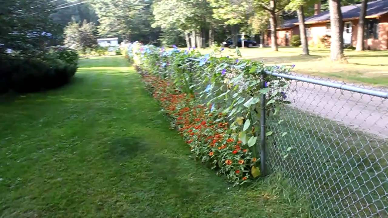 Morning glory flowers Minnesota