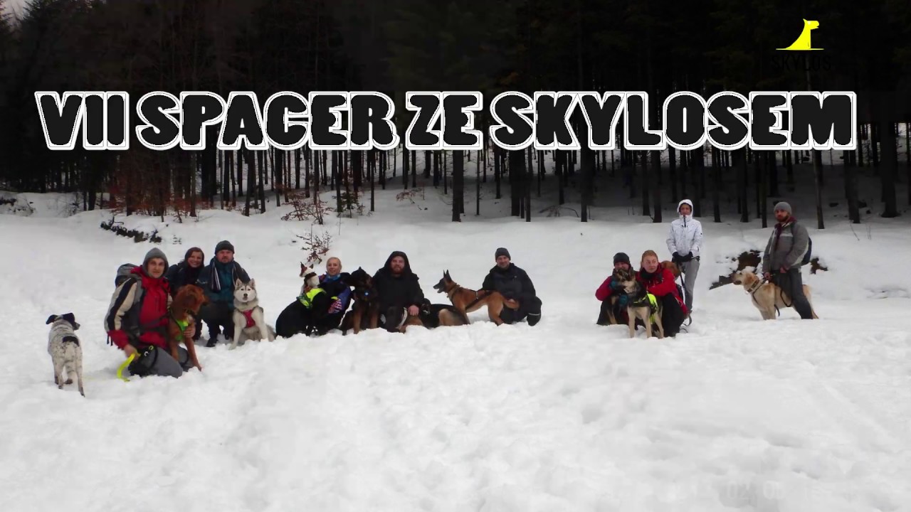 SKYLOS - VII spacer grupowy  - Jasień - psy do adopcji