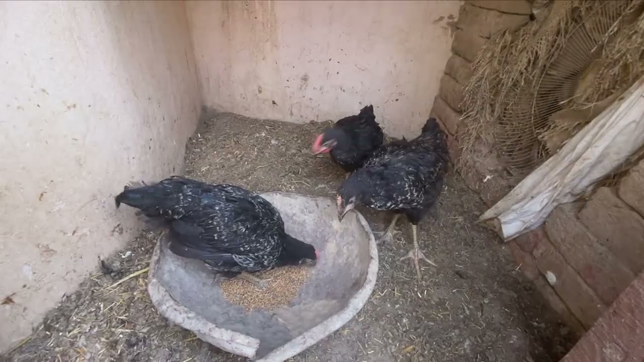 Shera aor sartaj ka match karwa diya // salo pet house